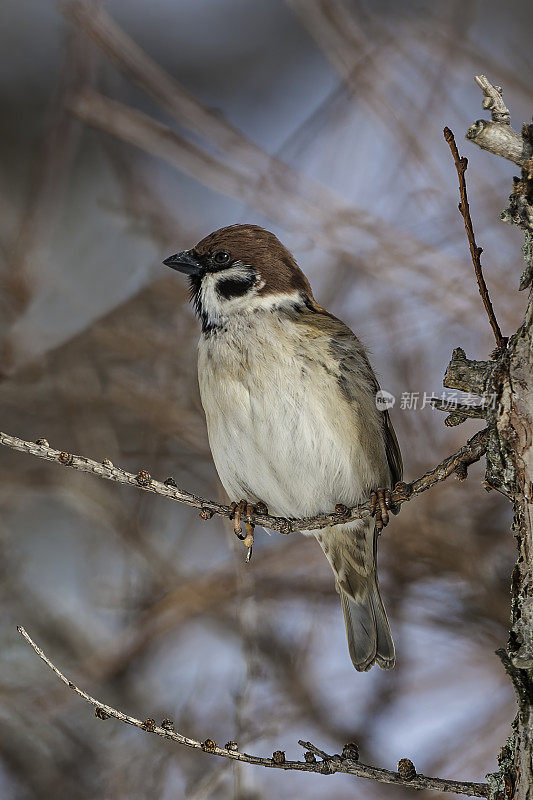 欧亚树麻雀(paser montanus)是一种雀形目鸟类，比家麻雀略小，有丰富的栗色冠和颈，纯白色的脸颊上有黑色的斑块。过路人montanus saturatus,